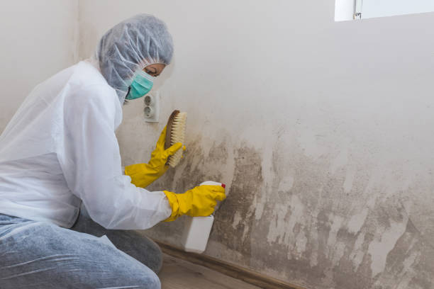 Best Mold Remediation for Specific Building Types in Carrizozo, NM