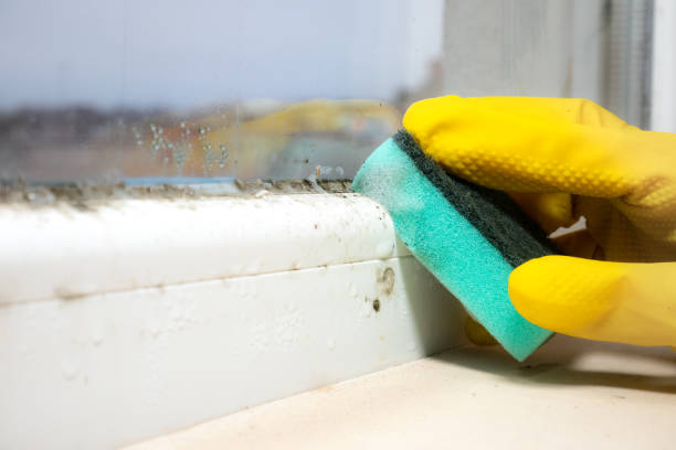 Best Kitchen Mold Remediation in Carrizozo, NM