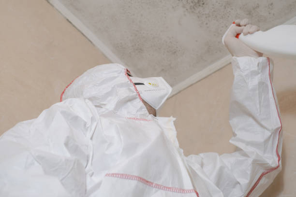 Best Residential Mold Remediation in Carrizozo, NM