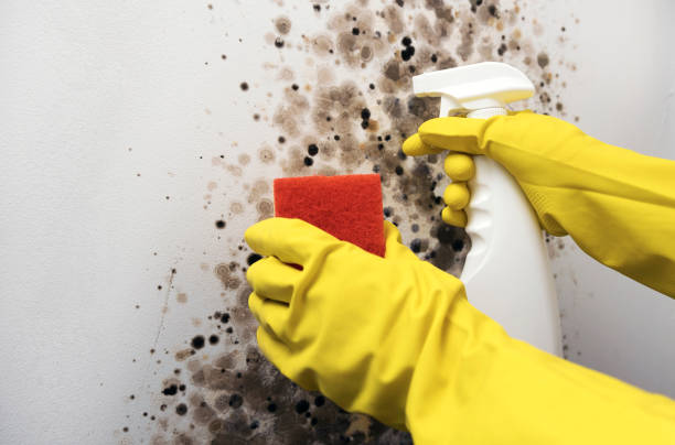 Best Mold Testing and Inspection Services in Carrizozo, NM