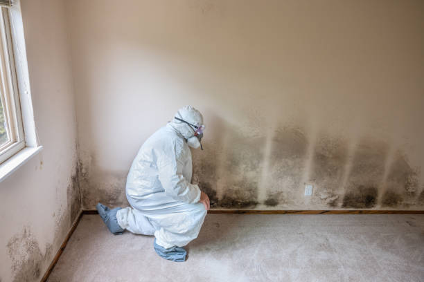 Trusted Carrizozo, NM Mold Remediation Experts